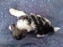 Female Teddy bear Puppy for sale #5|Teddy Bear Breeders in Maryland wonder how we can Fly our puppies for only $150|Teddy bear breeder with pups in 2013